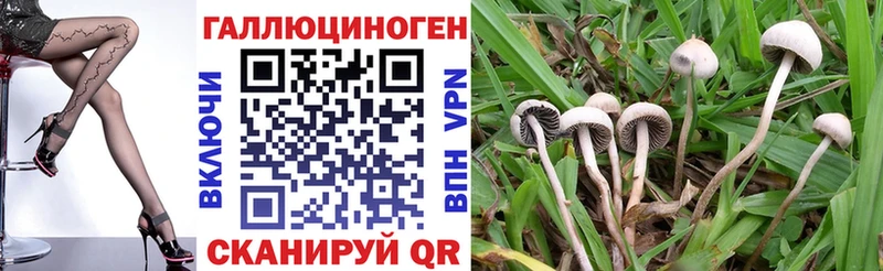 Псилоцибиновые грибы Psilocybe  закладка  Крым 
